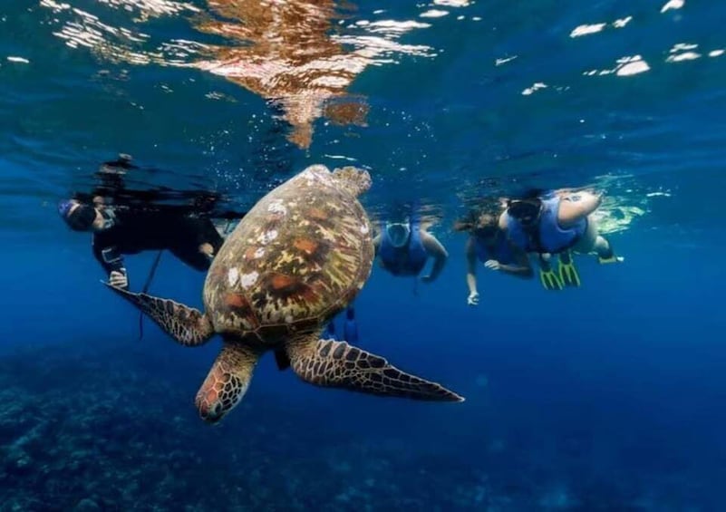 Tahiti: Private Full-Day Snorkeling and Whale Watching Tour 1