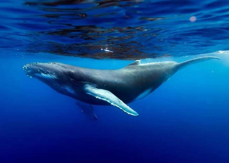 Picture 1 for Activity Tahiti: Private Full-Day Snorkeling and Whale Watching Tour 3