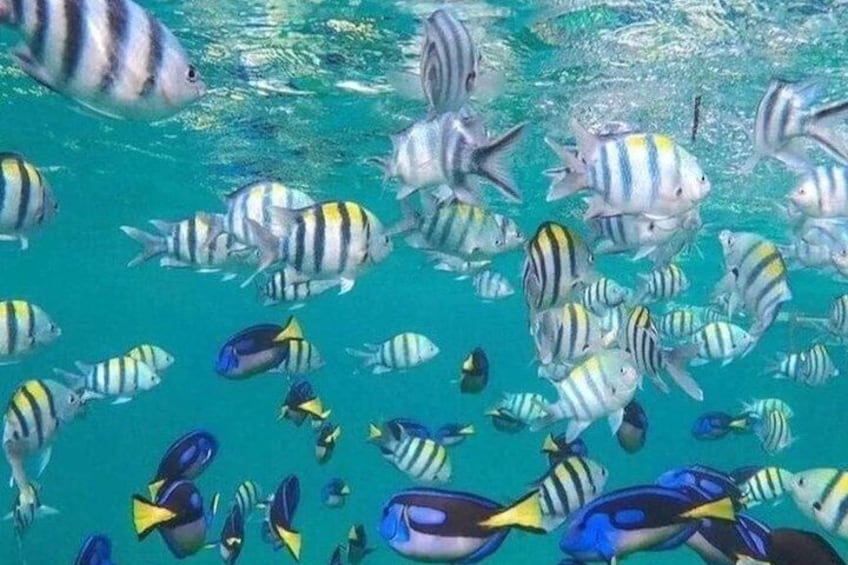 Zanzibar Blue Lagoon Snorkeling Star Fish Sandbank and Magrove 1