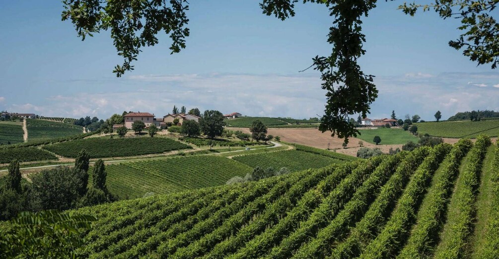 Picture 2 for Activity Cella Monte: Customizable Wine Tasting Experience 4