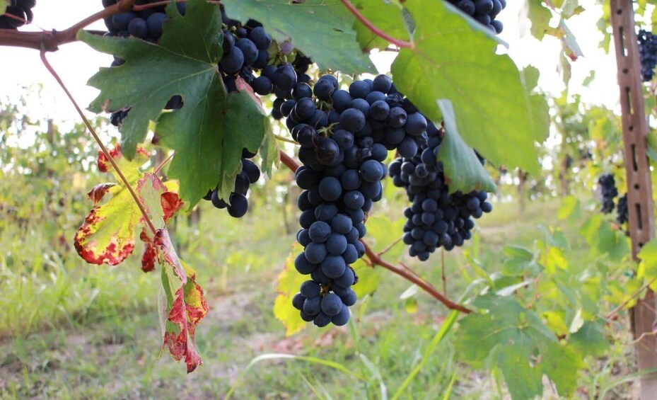 Picture 4 for Activity Cella Monte: Customizable Wine Tasting Experience 5