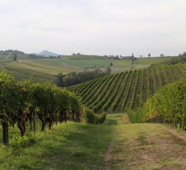 Picture 3 for Activity Cella Monte: Customizable Wine Tasting Experience 2