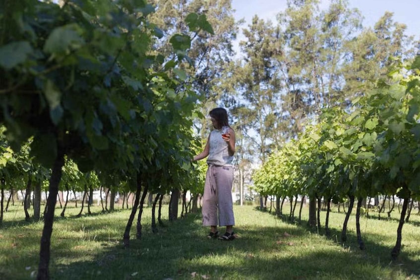 Picture 3 for Activity Montevideo: Bodegas Carrau Winery Tour with Tastings 3