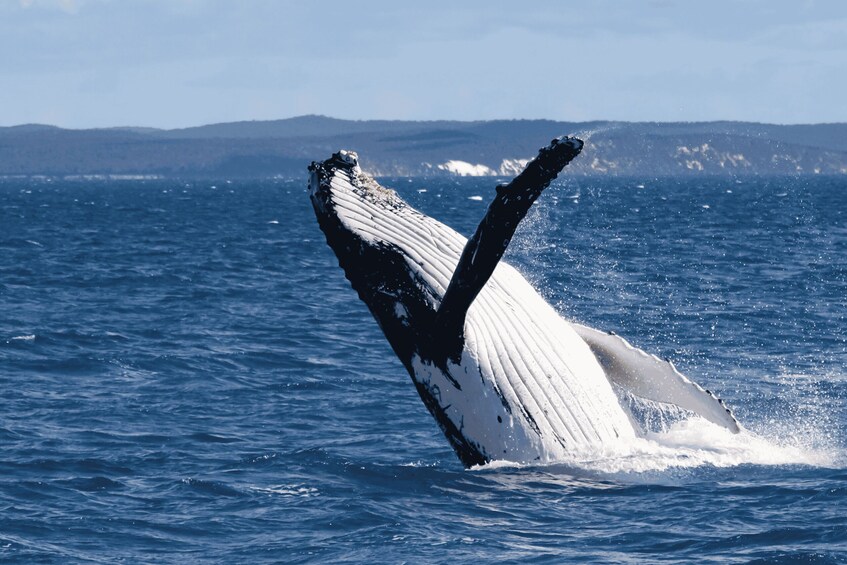 Albany: 3-hour Whale Watching Tour 1