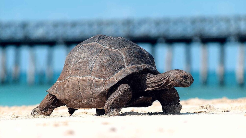 A tortoise on a sandy beach with a pier in the background. 1