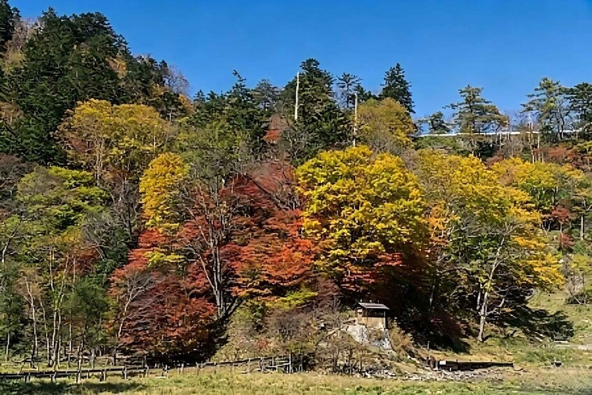 Picture 2 for Activity Nikko Small Group Tour: Toshogu Shrine & Kegon Falls 2