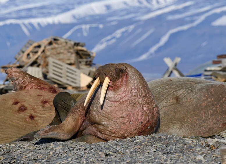 Picture 13 for Activity Svalbard: Midnight Sun Photo Tour & Seed Vault - guided 5