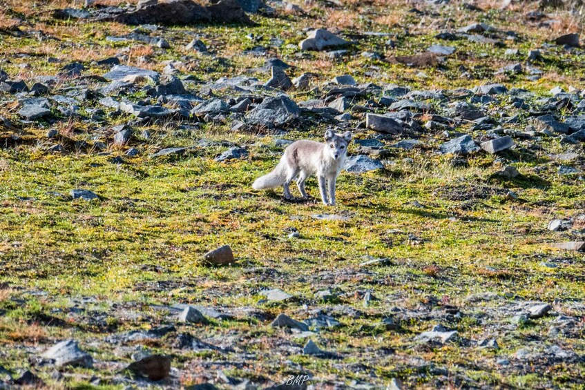 Picture 12 for Activity Svalbard: Midnight Sun Photo Tour & Seed Vault - guided 3
