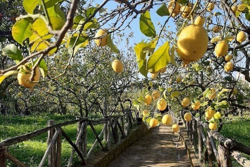 Sorrento Highlights Heritage Walk Sea Views and Lemon Tour 1