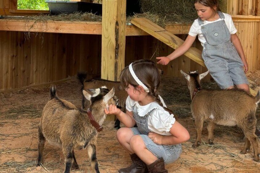 Farmyard Adventure and Animal Interaction Experience 3