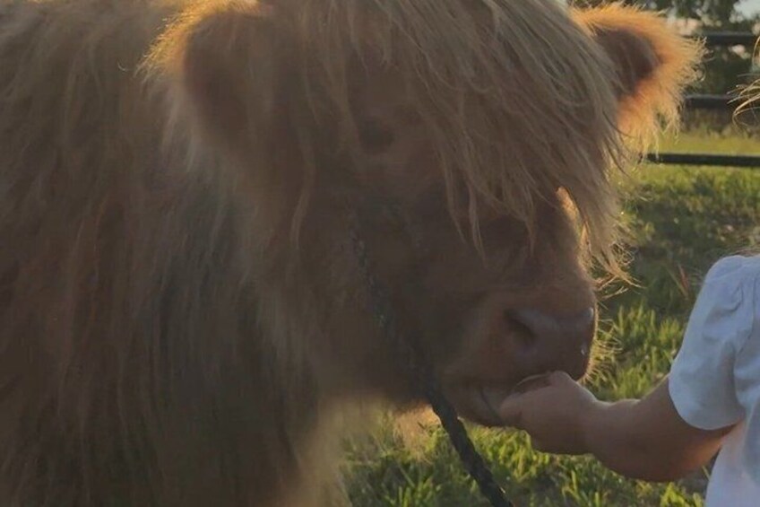 Farmyard Adventure and Animal Interaction Experience 1