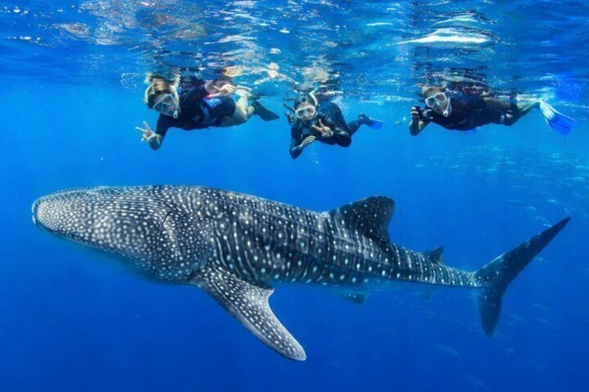 Boracay Whale Shark Tour with transfer Meet the Gentle Giants 1