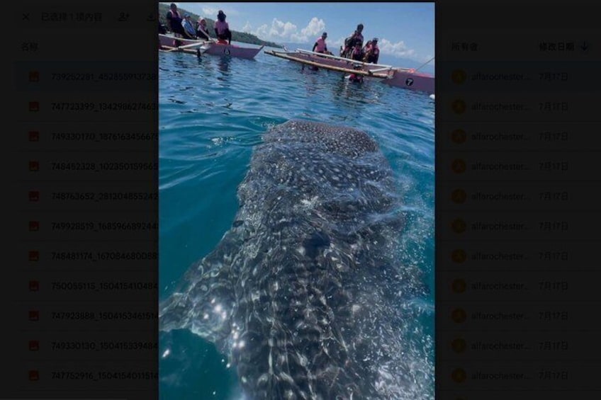 Boracay Whale Shark Tour with transfer Meet the Gentle Giants 5