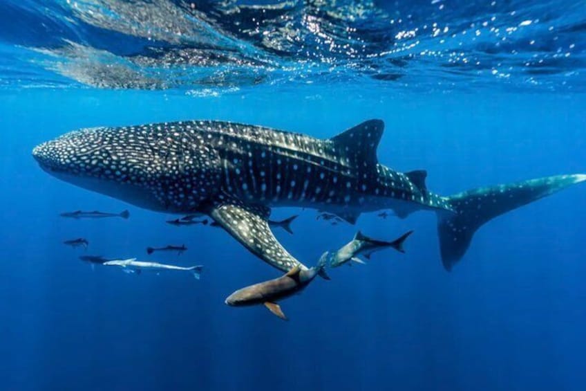 Boracay Whale Shark Tour with transfer Meet the Gentle Giants 3