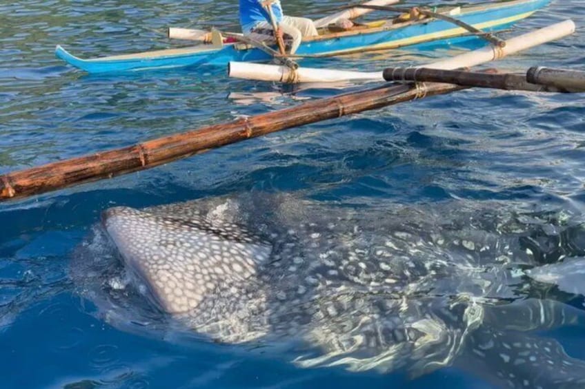 Boracay Whale Shark Tour with transfer Meet the Gentle Giants 2