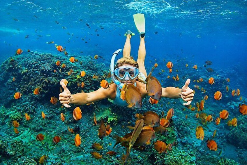 A person scuba diving underwater surrounded by fish. 3