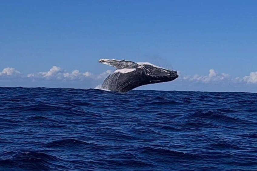 Whale Watching Tour in Townsville 1