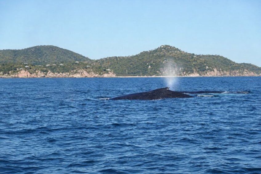 Whale Watching Tour in Townsville 4
