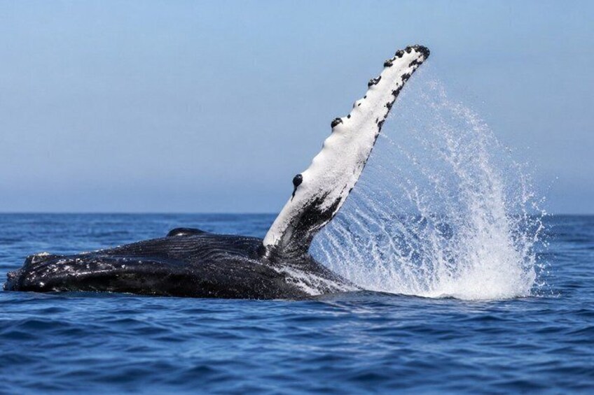 Whale Watching Tour in Townsville 5