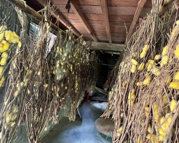 A narrow passageway with hanging bunches of yellow bananas. 5