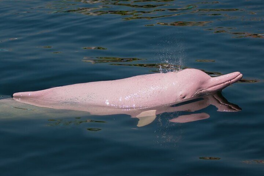 Koh Samui Pink Dolphin sightings and Pig Island speedboat tour 1