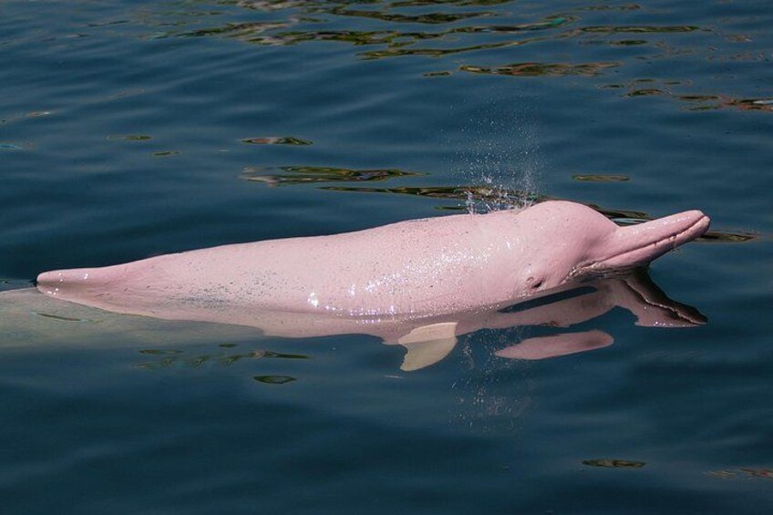 A pink dolphin swimming in clear water. 1