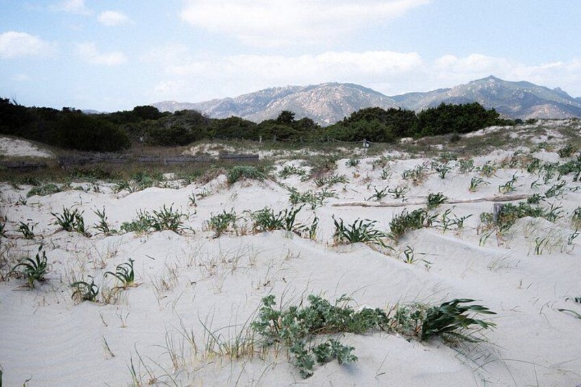 A desert landscape with sand dunes and sparse vegetation. 3