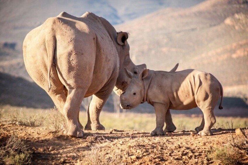 Aquila Safari & Franschhoek Tram: Full Day Wine and Wildlife Tour 2