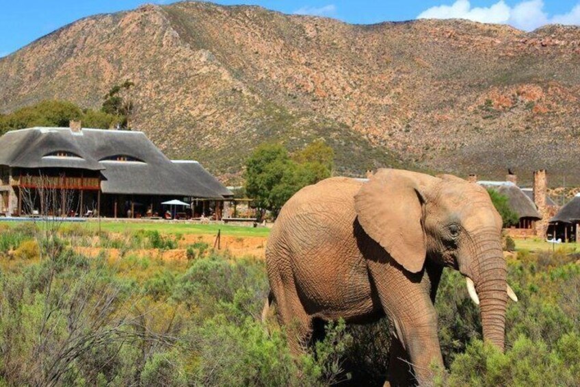 Aquila Safari & Franschhoek Tram: Full Day Wine and Wildlife Tour 4