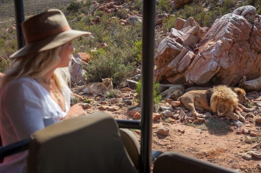 Aquila Safari & Franschhoek Tram: Full Day Wine and Wildlife Tour 1
