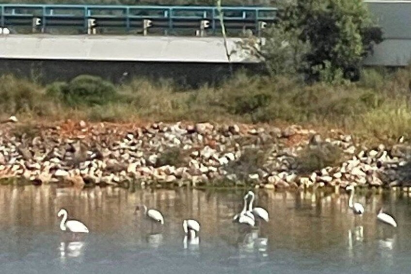 A body of water with swans and a rocky shoreline. 5