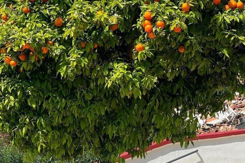 A tree with green leaves and orange fruits, possibly citrus, in a landscaped area with a red curb. 3