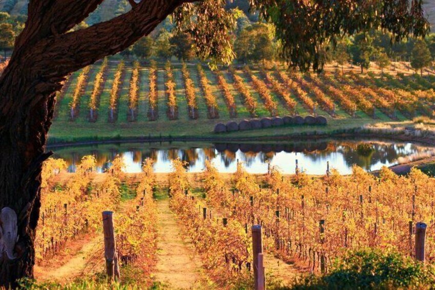 Discover Hidden Wineries in Melbourne Boutique Wine Tour Series 3