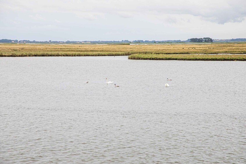 Picture 3 for Activity Bodden cruise from Zingst to Ribnitz-Damgarten 5