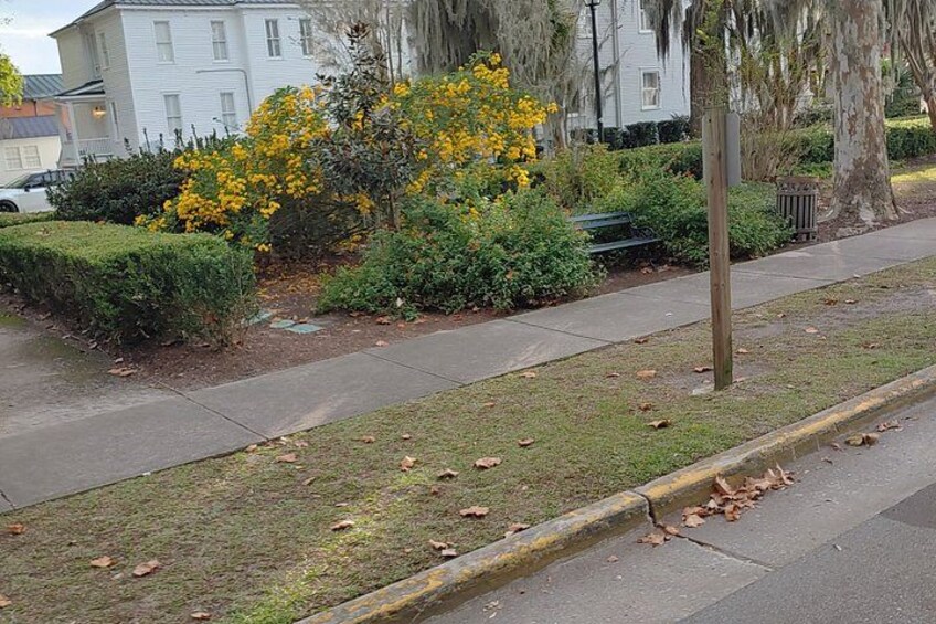 A residential street with a sidewalk, a grassy area, and a yellow flowering bush. 2