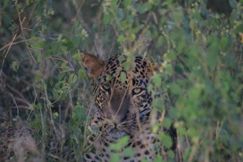 A leopard partially hidden in dense foliage. 1