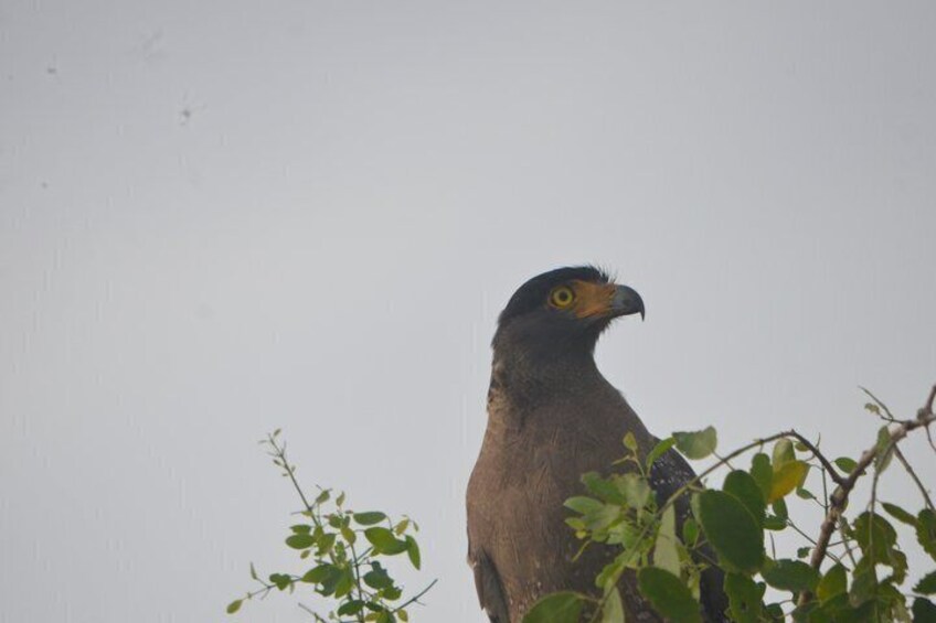 A bird perched on a branch. 3