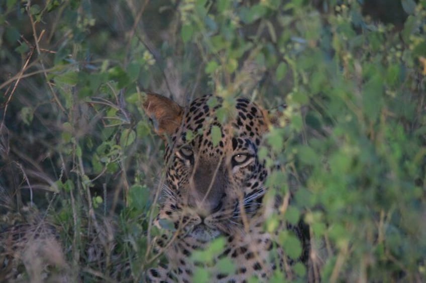 A leopard partially hidden by foliage. 1