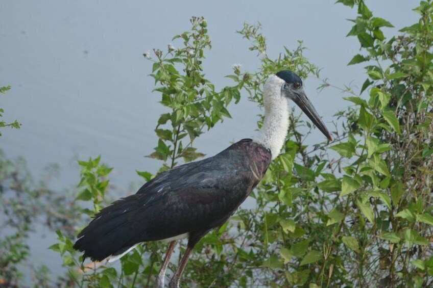 A large bird with a long beak standing among green foliage. 4