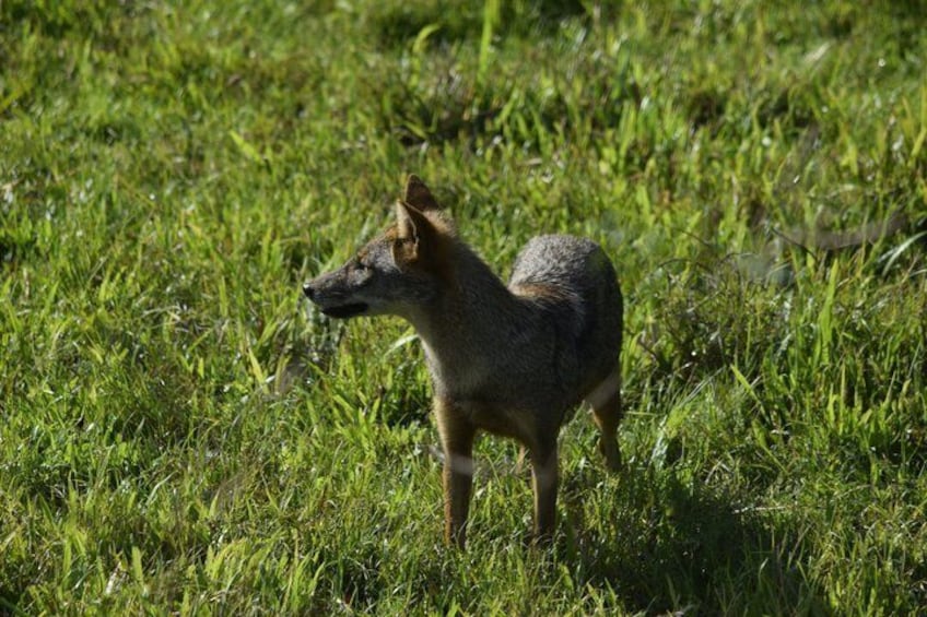 A fox standing in a grassy field. 5
