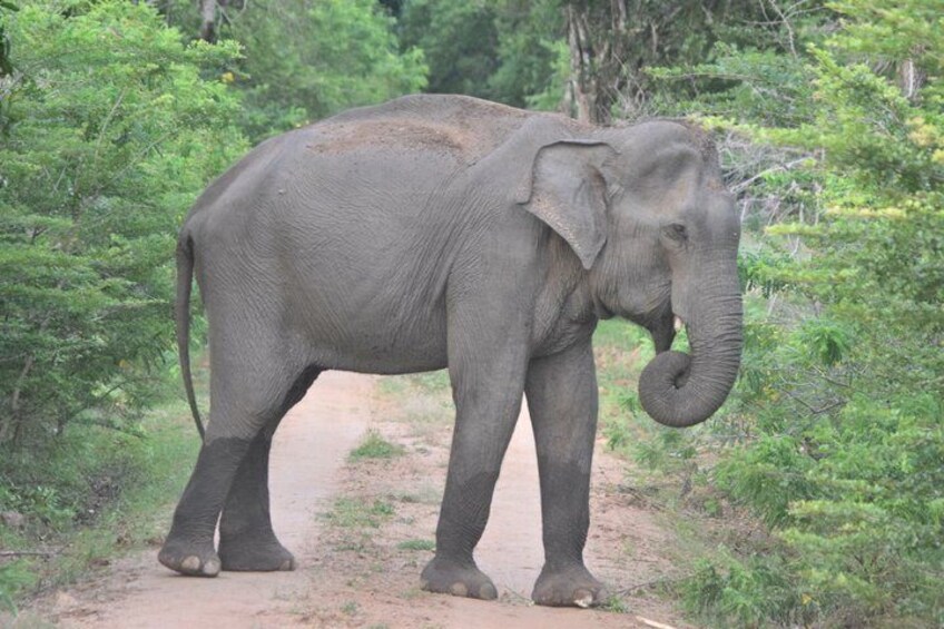 An elephant walking on a dirt path surrounded by greenery. 2