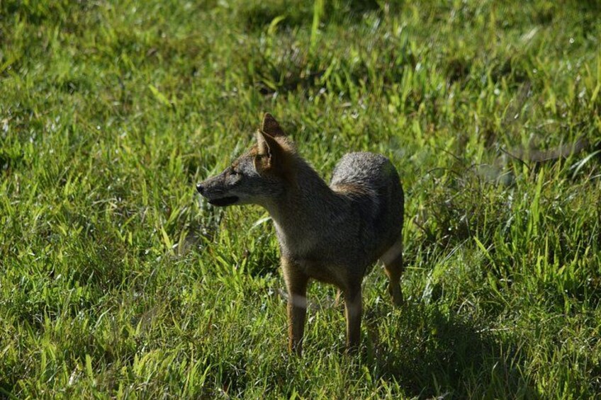A coyote standing in a grassy field. 5