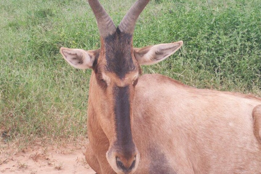 Private Group Half-Day Addo Elephant National Park Tour 3