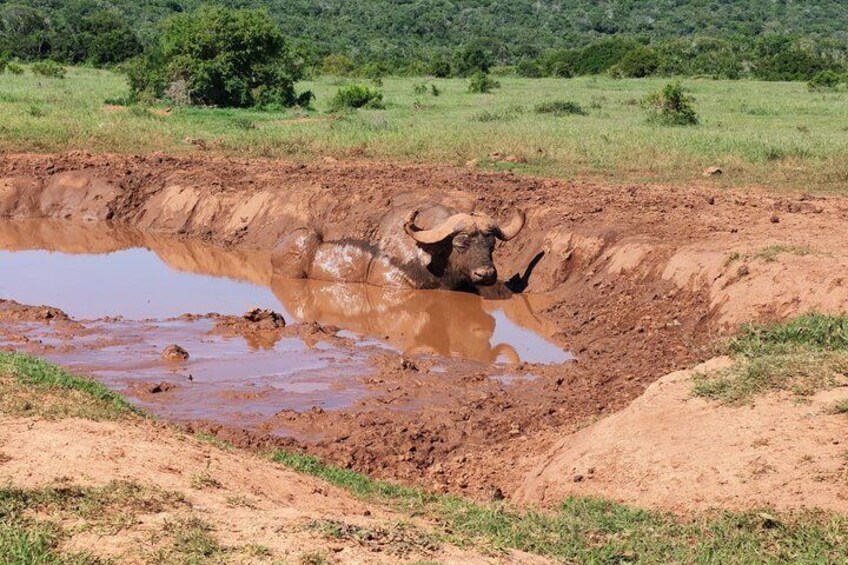 Private Group Half-Day Addo Elephant National Park Tour 5