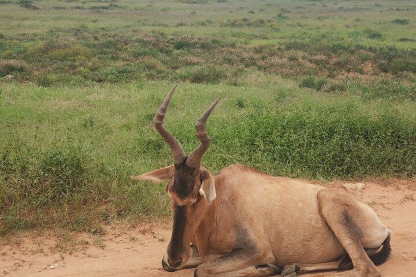 Private Group Half-Day Addo Elephant National Park Tour 2