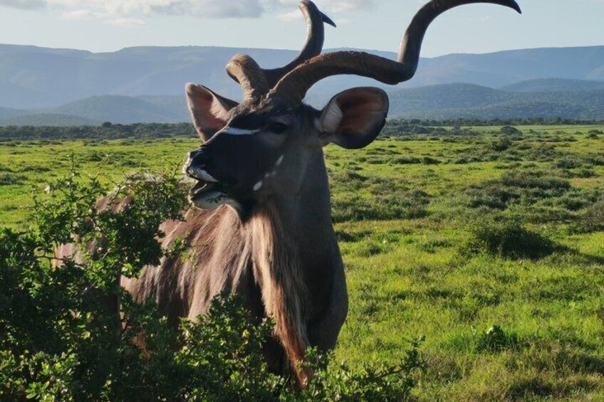 Private Group Half-Day Addo Elephant National Park Tour 1