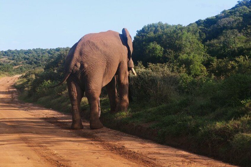 Private Group Half-Day Addo Elephant National Park Tour 4
