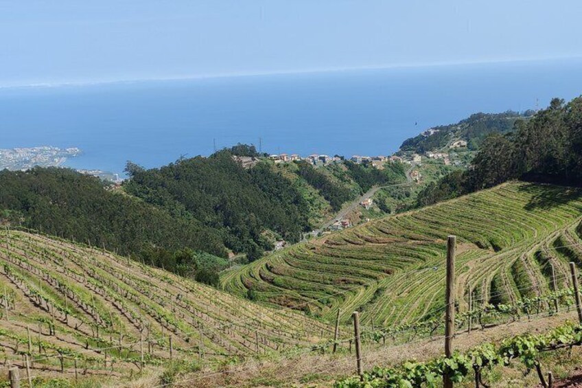 Funchal Fanal Forest and Porto Moniz 4x4 Adventure 2