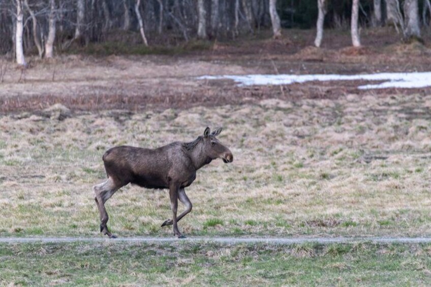 A moose walking across a grassy field with trees in the background. 4