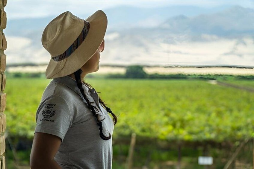 A person wearing a hat and a t-shirt with a logo, standing in a vineyard. 2